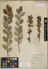 Foto von Salix myrsinifolia Salisb.